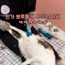 미용하냥 이미지