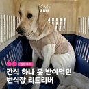 다정켄넬 | [유기견 입양 후기] 간식 하나 못 받아먹던 개가 Top Dog가 되기까지