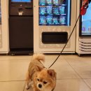 황금똥댕냥이범박점 | 부천 범박동 반려동물 수제간식 펫샵<황금똥댕냥이>