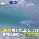 창세기 1장 : 바다의 물고기와 하늘의 새와 땅에 움직이는 모든 생물을 번성하게 하라. 하시니라 이미지