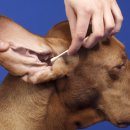 서서동물의료센터 이미지