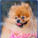 사랑의 동물병원 이미지