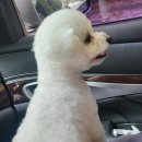 새롬모텔 | [공지] 대전 성심당 여행을 떠나요(대전 피카소호텔 애견동반 숙박 후기)