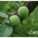 금호다원