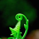 호박넝쿨 이미지