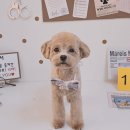 알콩달콩 애견미용실 이미지