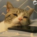 벨포스 이미지