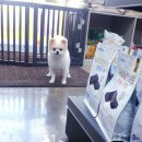 쥬티 펫 이미지