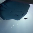 아쿠아리움 이미지