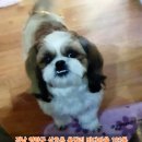 (강아지 실종신고) 전남 영암군 공항로21 바다마을아파트 102동 앞에서 사라진 강아지를찾습니다! 이미지