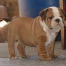 폼잡는개 이미지