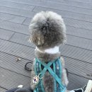 논스톱 | [내돈내산 후기] 논스톱 도그웨어 러쉬 하네스, 활동적인 강아지에게 완벽한 이유! (3사이즈 솔직 팁...