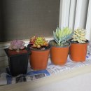 모란민속 5일장 | 모란시장 5일장 모란민속 5일장 먹거리 + 일 주차 4500원 주차꿀팁!🚗 [경기/성남]