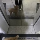 러블리댕 이미지