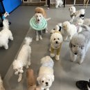 아리댕댕애견카페 이미지