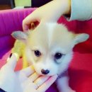 아이러브독 서초점 이미지