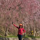 병곡마을 입구화장실 | 경남 거창 병곡마을 수양벚꽃 25.04.09