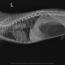 스마일동물의료센터 이미지