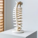 백년튼튼정형외과재활의학과의원 | 척추 디스크 질환의 원인과 치료 방법에 관한 과학적 이해