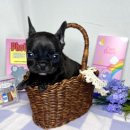 퓨어펫 강아지분양 고양이분양 울산점 이미지