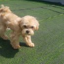 봉순두부 이미지