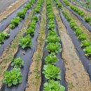 박재현농장 이미지