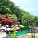 체리펜션 | 강원 홍천 애견동반 펜션 코코애견펜션 솔직 후기 (체리 + 콩이 우정여행🐶)