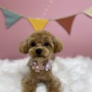 몽셀펫살롱 이미지