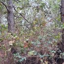 양월2리 이미지