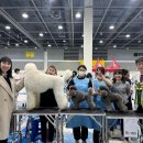 반려동물 애견 미용 이미지