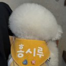 강아지 자수 케이프 추천 | 랄라프로덕트 파인드미 빕