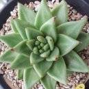 골드킹덤 이미지