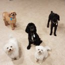 펫도그 애견스쿨 이미지