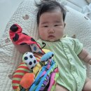 코끼리자연어린이집 | 147일 4개월 아기 요즘 최애템 [무당벌레 촉감책, 안녕 내 친구 코야!, 사용 후기]