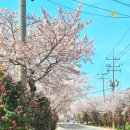 벚꽃길주유소 이미지