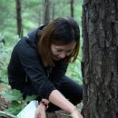 고초령 산양삼 이미지