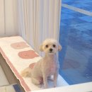 브리앙뜨몽 이미지