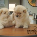 차우차우