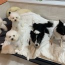 도그런하우스 이미지