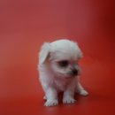 응답하라 몽몽이 이미지