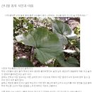 산나물 종류와사진/식용방법 이미지