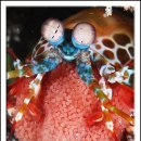 Peacock mantis shrimp 이미지