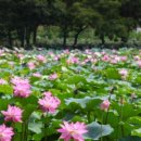 봉황거리 벽화 이미지