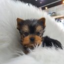 바나개 강아지 고양이 마포점 이미지