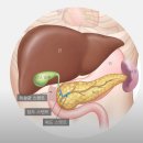 암 투병 중 간과 신장에 주의하여야 한다 ​ 이미지