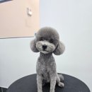 붕가붕가샵 이미지