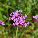 버들목장 이미지