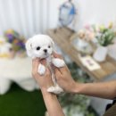 유앤미펫 강아지분양 고양이분양 일산점 이미지