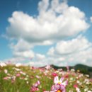 코스모스 이미지