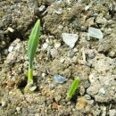 성자 농장 이미지